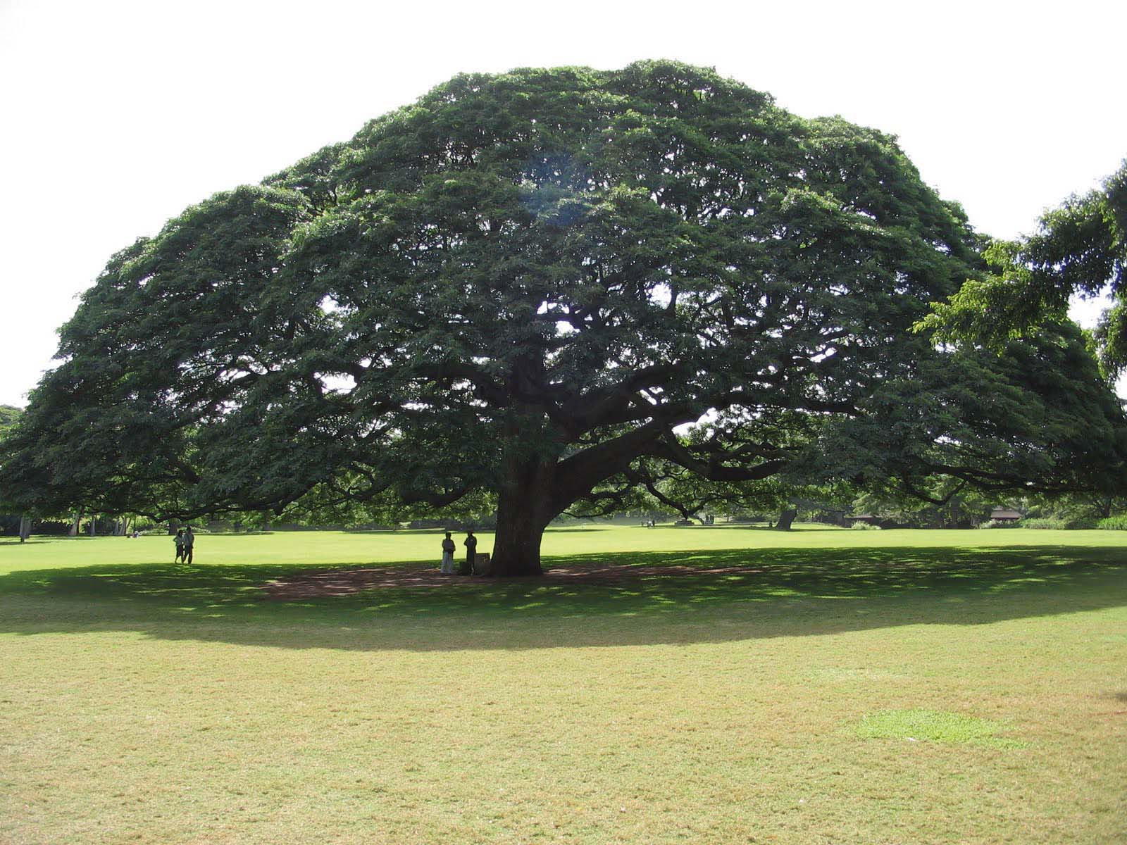 alberi in festa