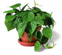 PIANTE