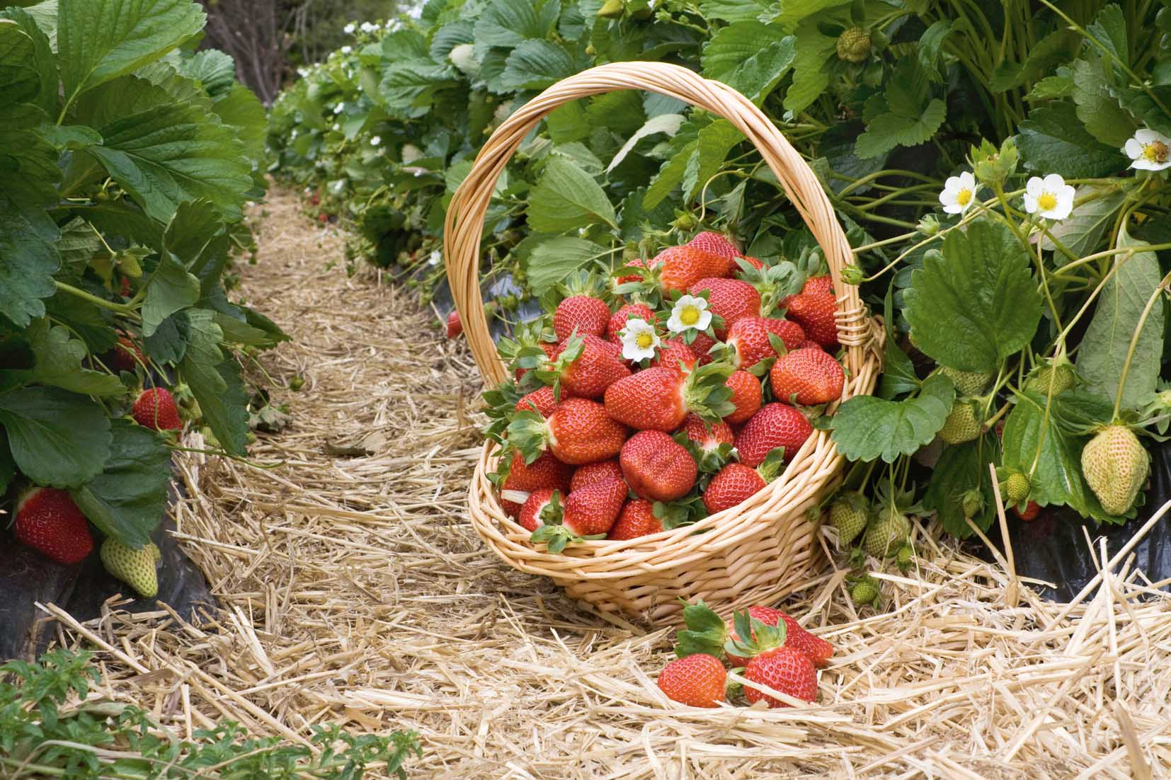 IL CERVELLO IN FORMA CON LE FRAGOLE