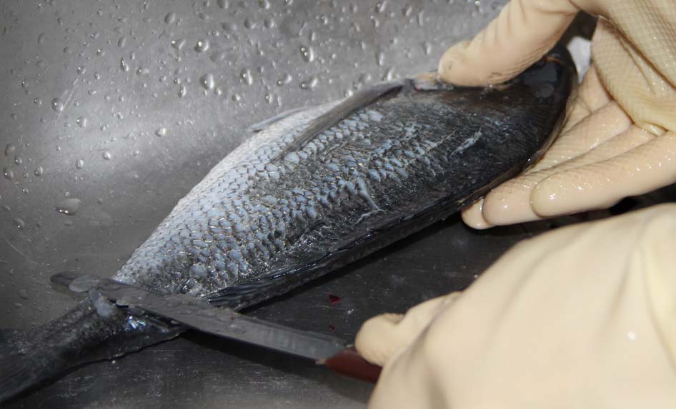 PESCE