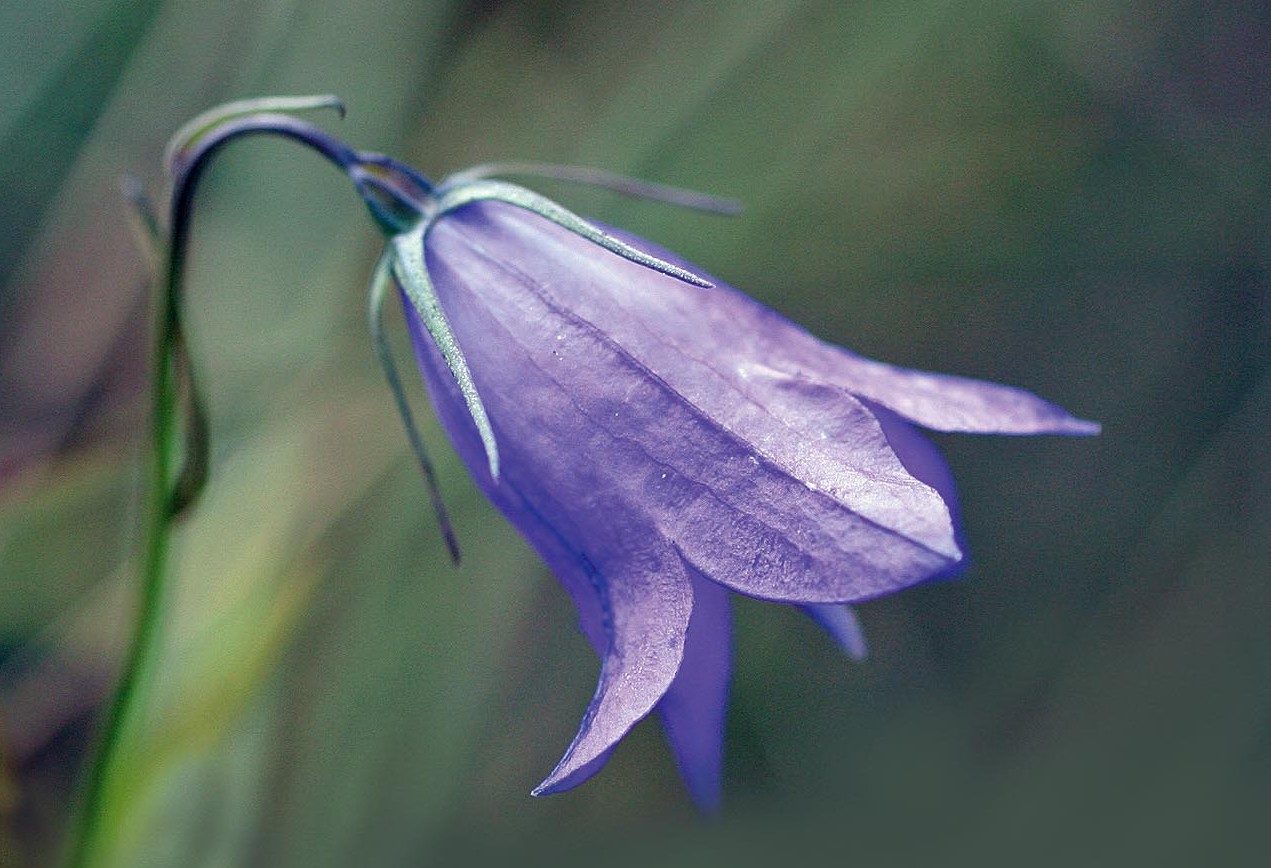 RINTOCCHI DI CAMPANULA
