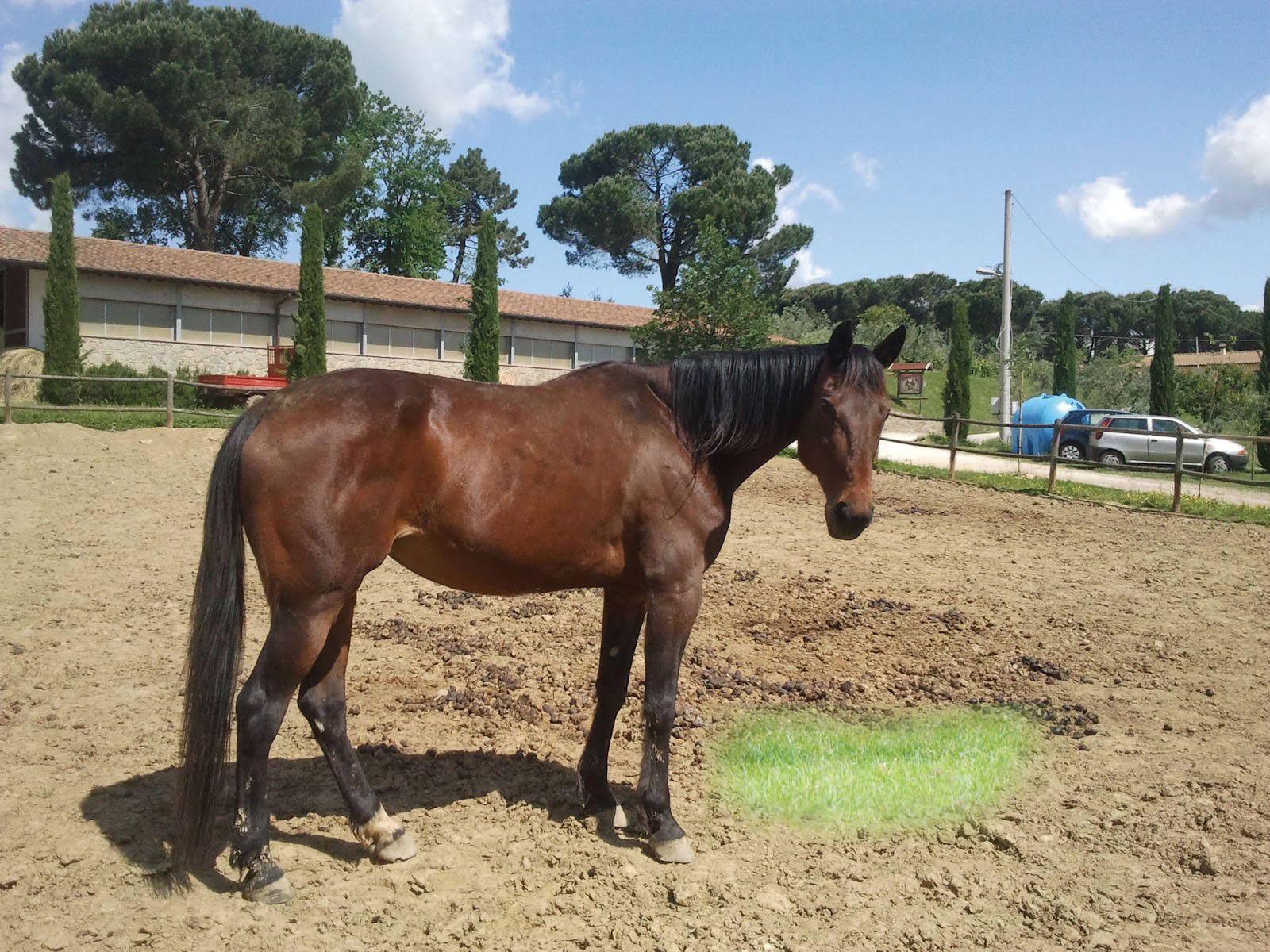 CAMPA CAVALLO…