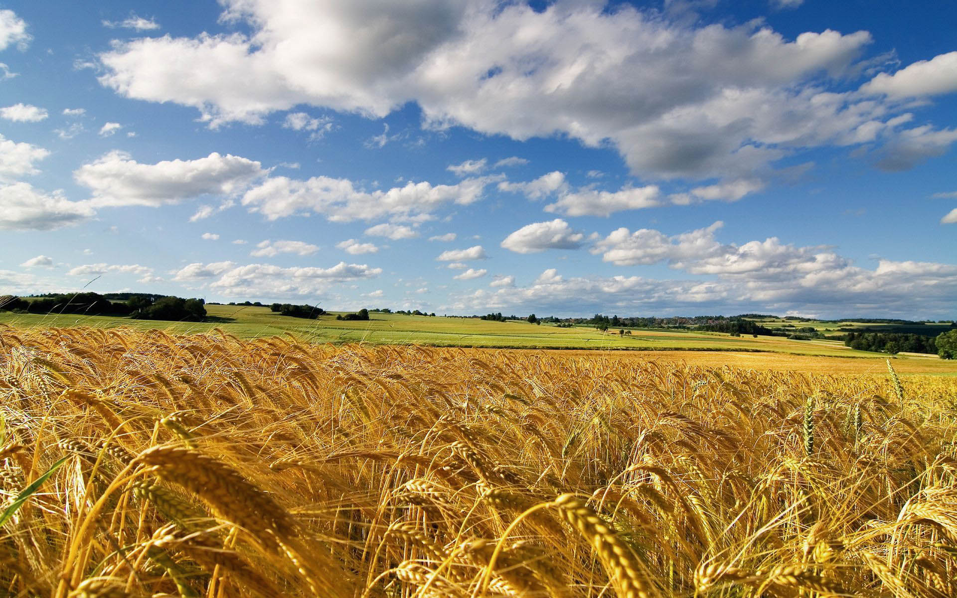 GRANO ANTICO FORTE, BUONO  E ANTIALLERGICO