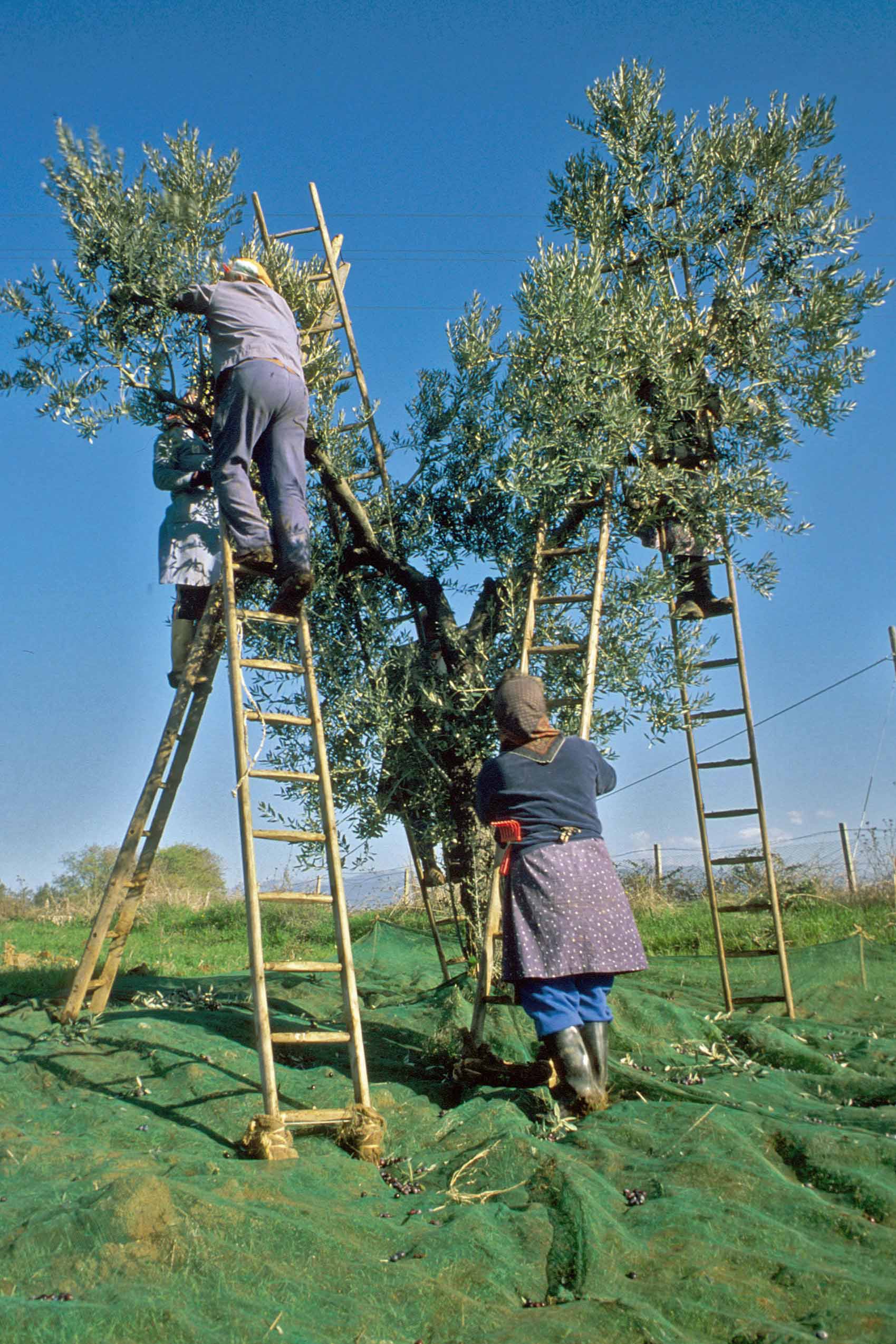 BRACCIA RICONSEGNATE  ALLA CAMPAGNA…