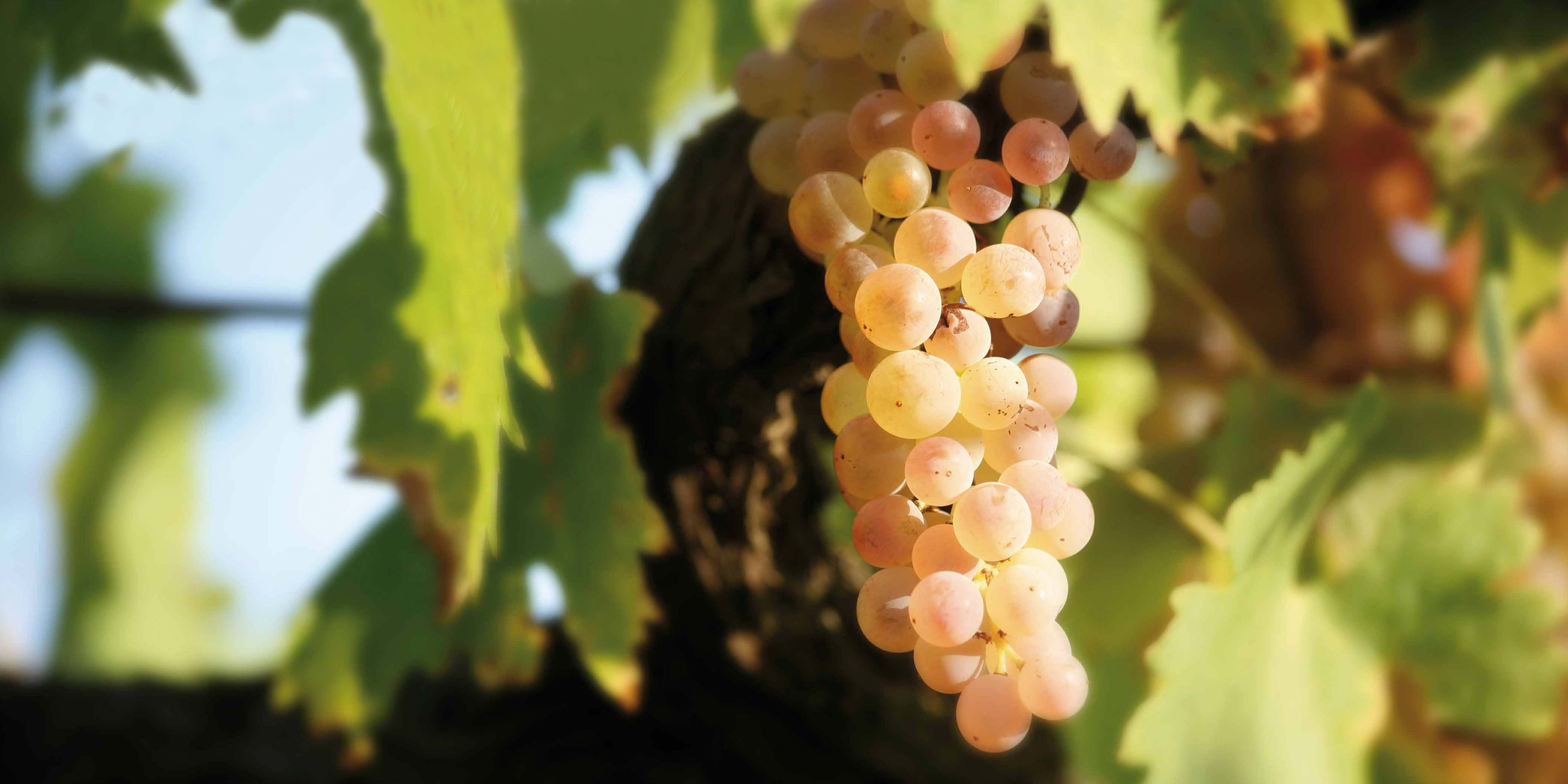 UNA NUOVA STELLA nel FIRMAMENTO dei VINI