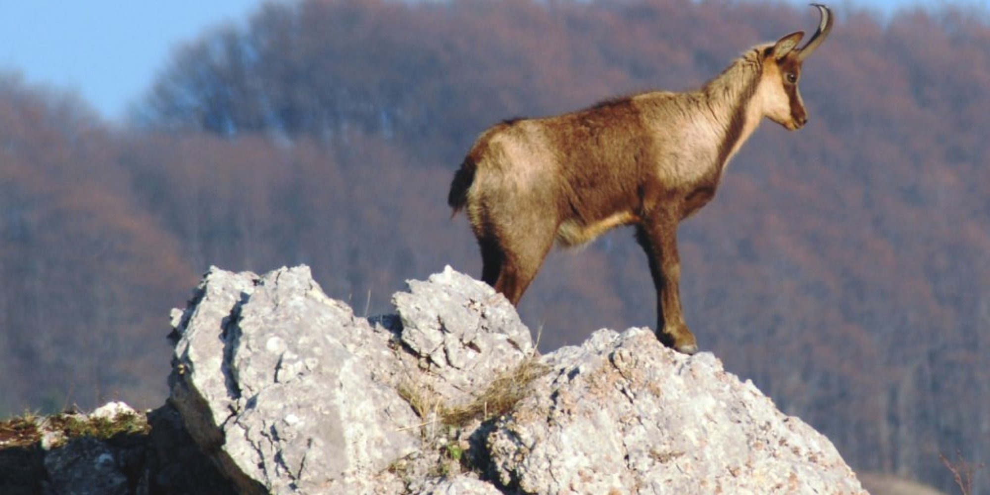 IL CAMOSCIO  APPENNINICO