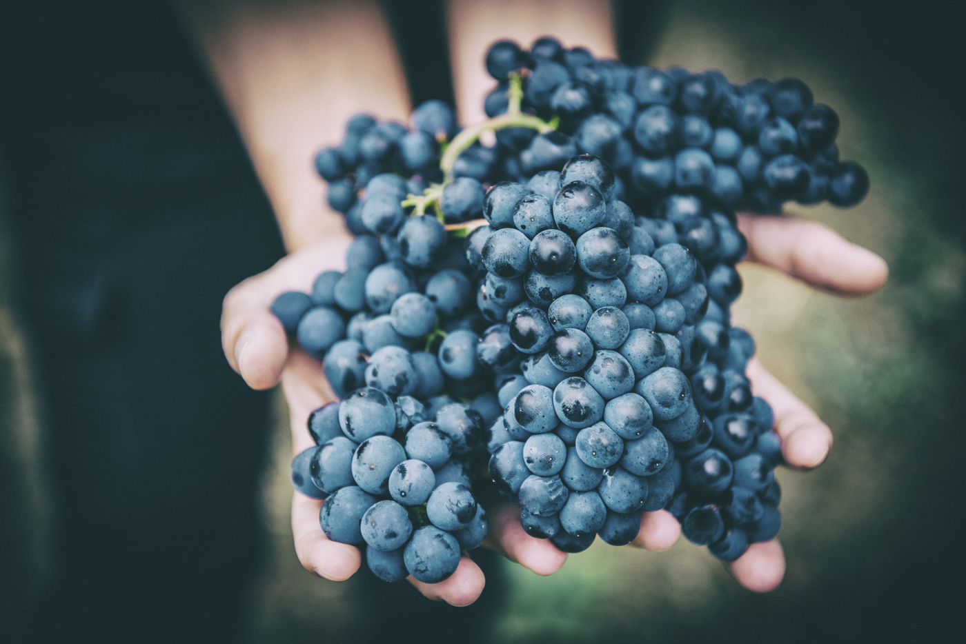 PICENO UNA VENDEMMIA DA INCORNICIARE