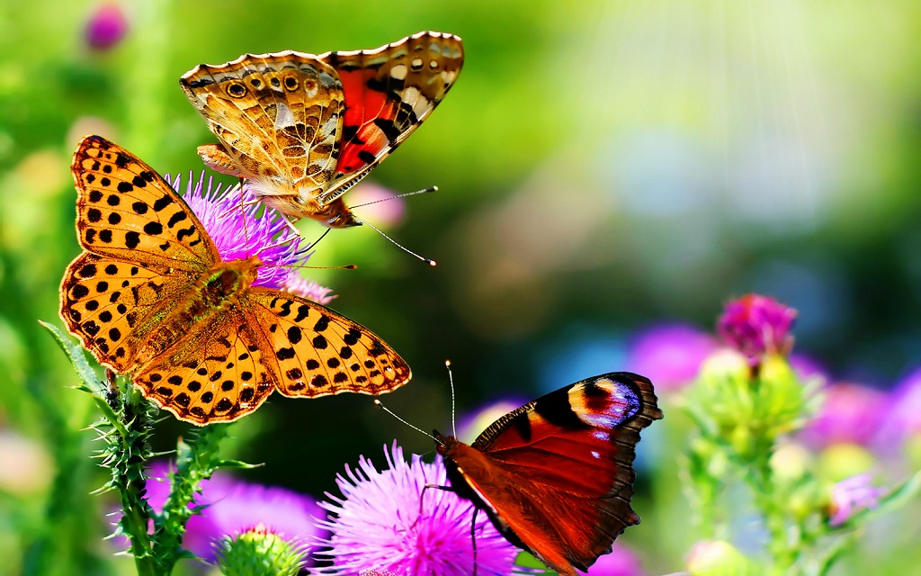 L’ITALIA PARADISO DI BIODIVERSITÀ