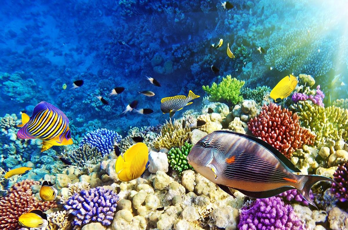 “OCEANI SANI, PIANETI SANI”