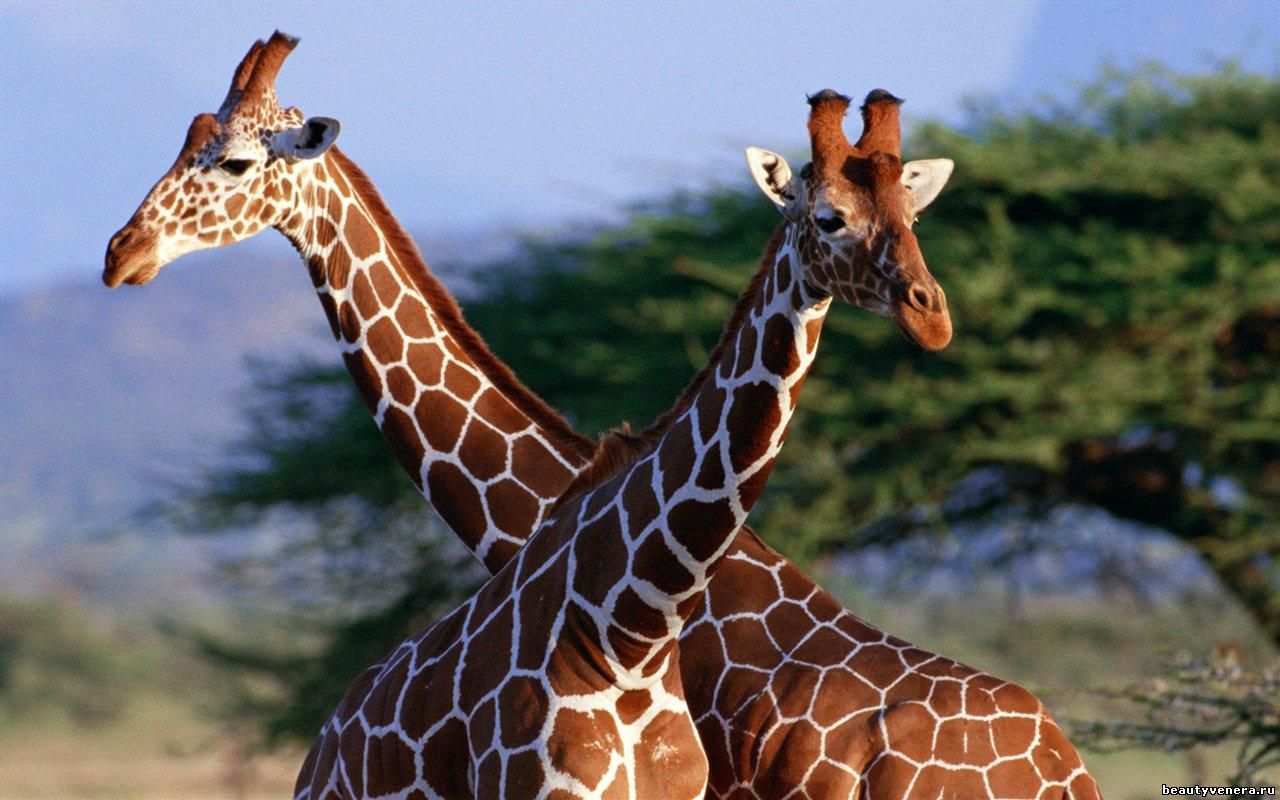 SOS GIRAFFE