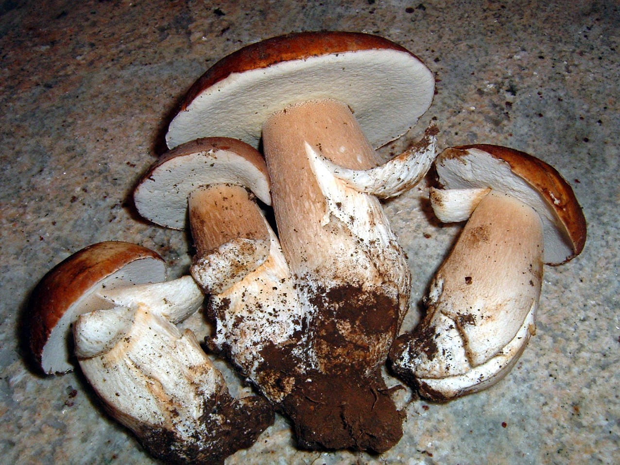 FUNGHI ALLA BOSCAIOLA