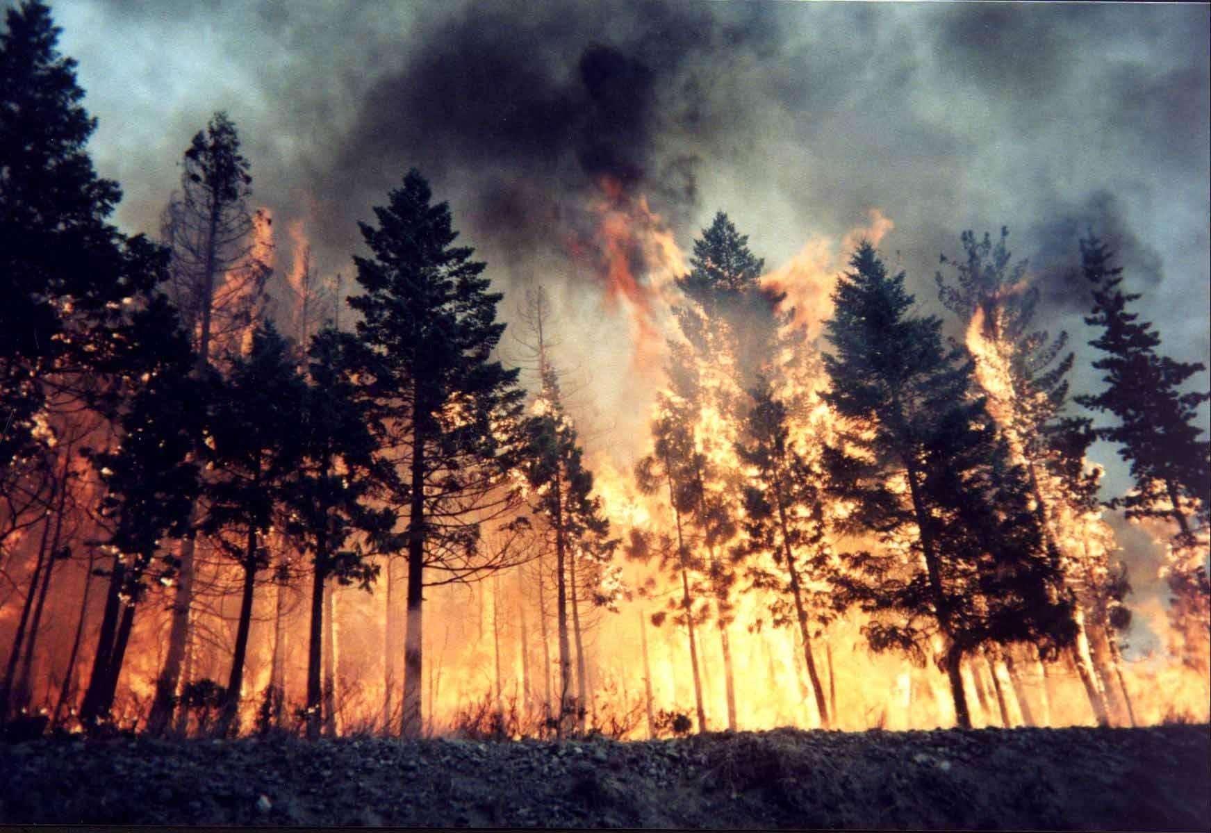 BOSCHI IN FIAMME