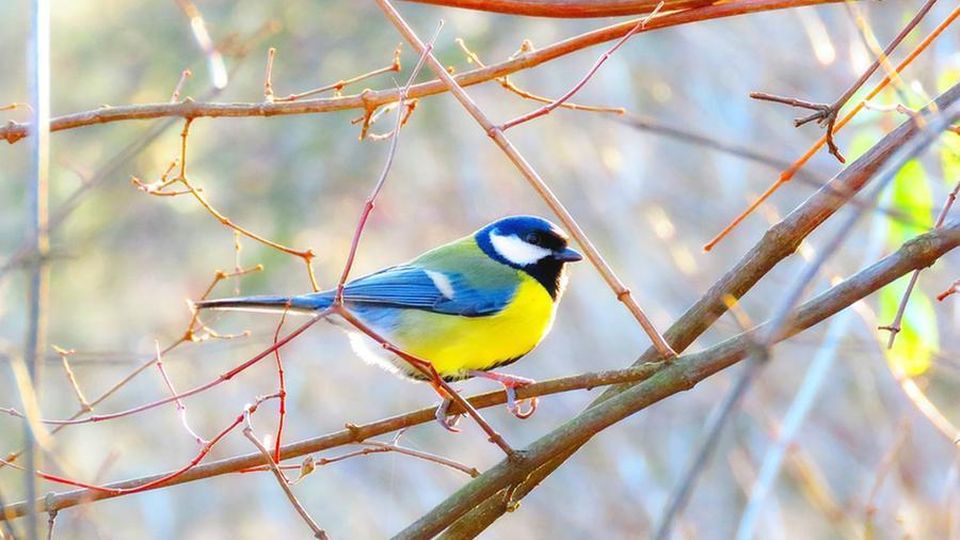 BIODIVERSITÀ È FELICITÀ