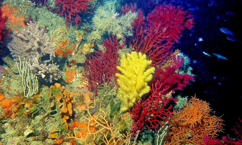 “SANTUARI MARINI”  PER BIODIVERSITÀ & CLIMA