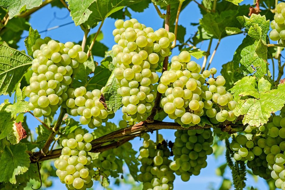 MONTONICO …BOLLICINE DI QUALITÀ