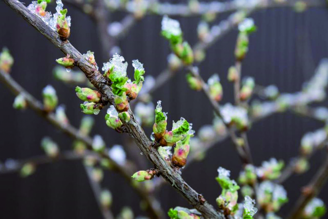 IN ARRIVO GLI INDENNIZZI  PER LE GELATE  DELLA SCORSA PRIMAVERA