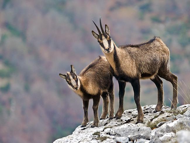 IL CAMOSCIO SENTINELLA AMBIENTALE