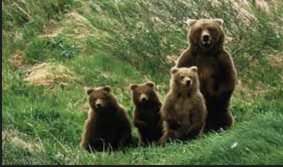 SALVIAMO L’ORSO MARSICANO