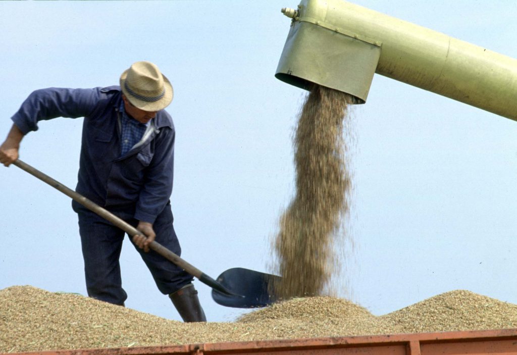 LA GUERRA DEL GRANO