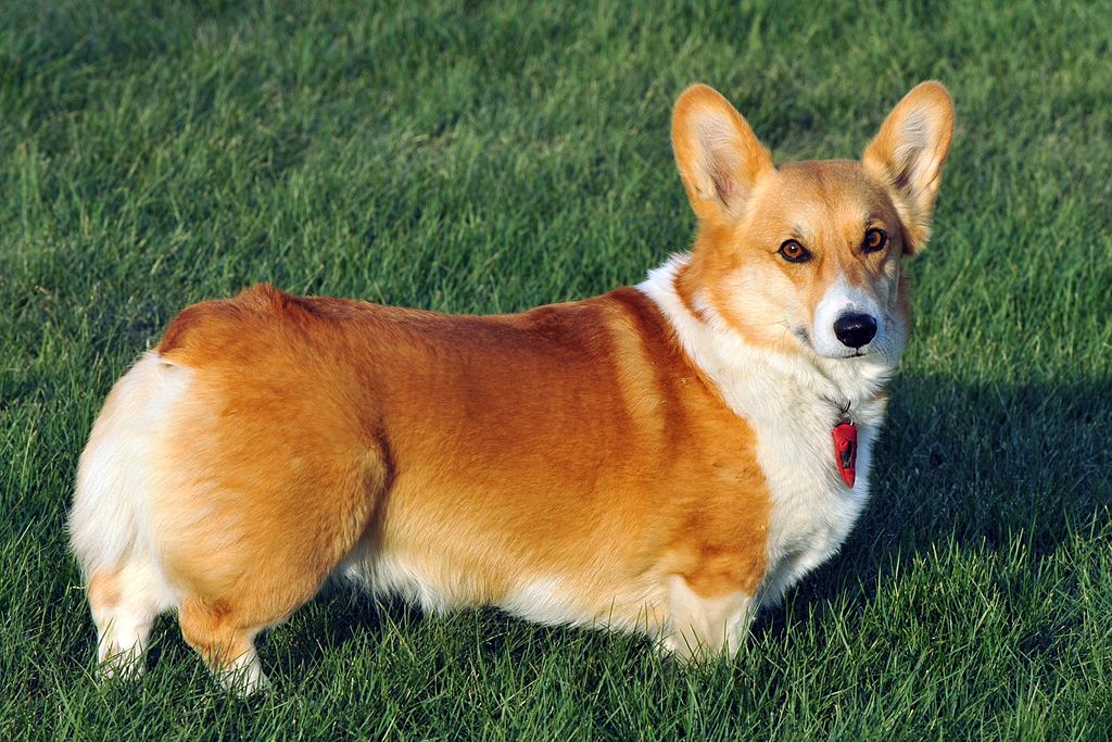 Learning English through… Dog Breeds