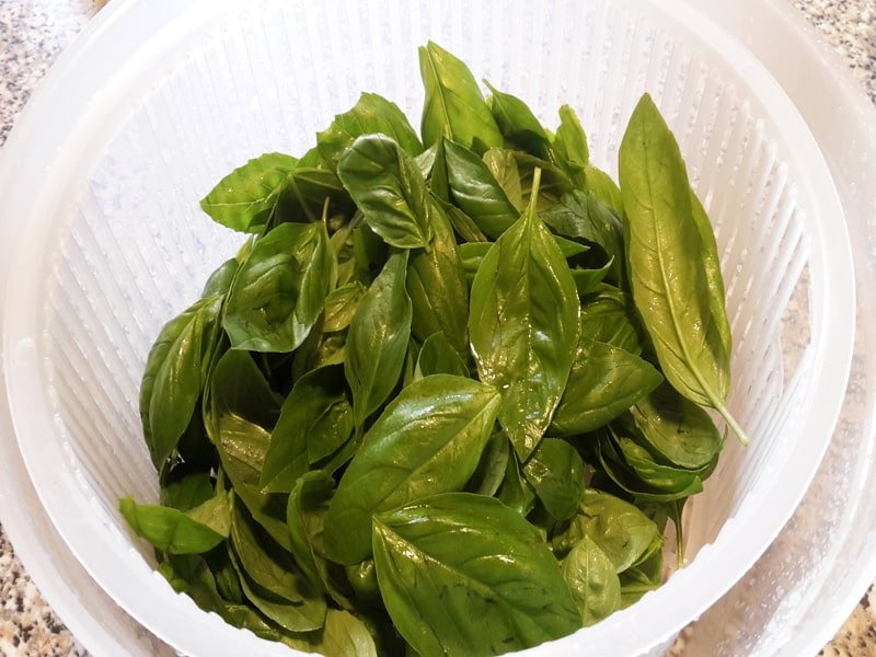 BASILICO
