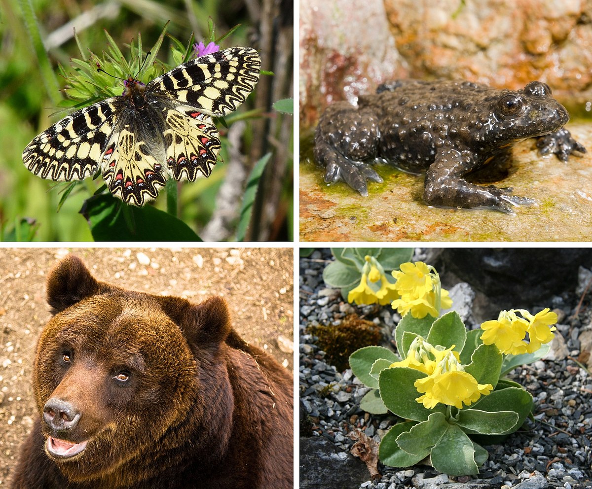 L’ITALIA SCRIGNO DI BIODIVERSITÀ