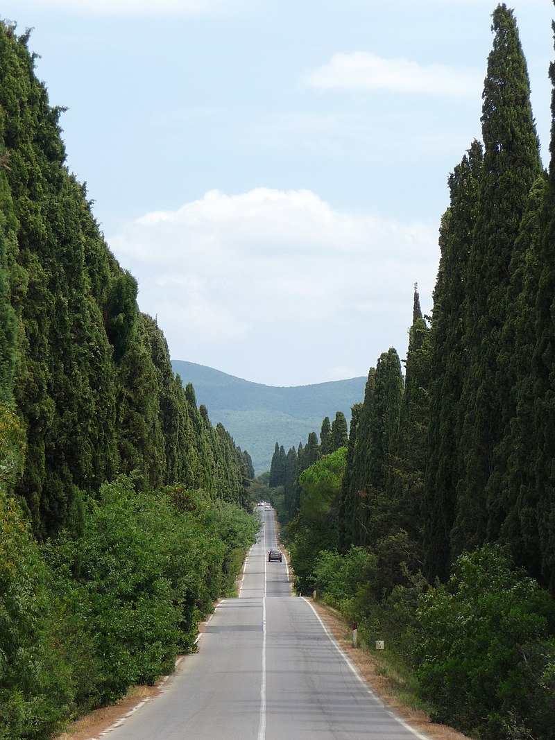 I CIPRESSI DI BOLGHERI