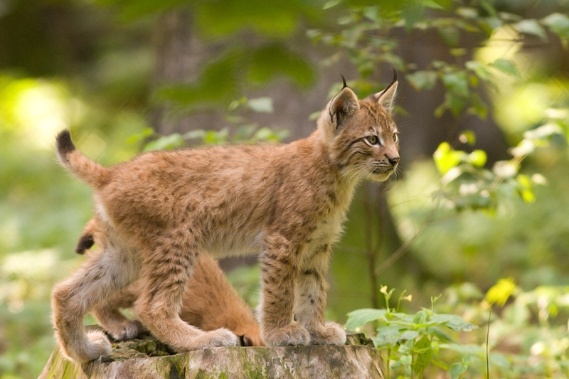 IL GRAN PARADISO SALUTA  IL RITORNO DELLA LINCE