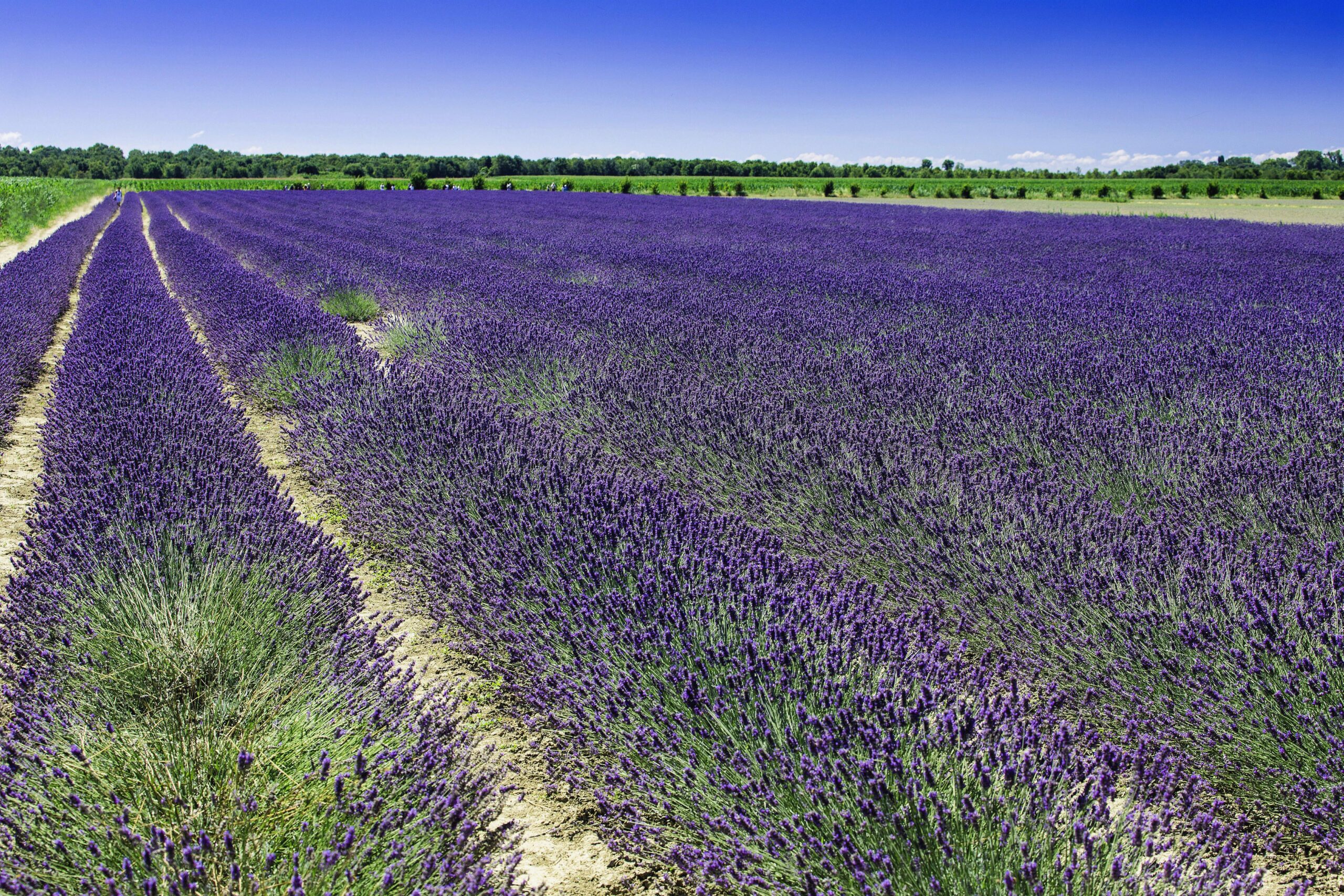 LA PRIMAVERA AL LAVANDETO DI ASSISI