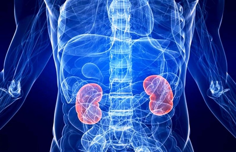 DANNO RENALE: IDENTIFICATI  NUOVI BIOMARKER