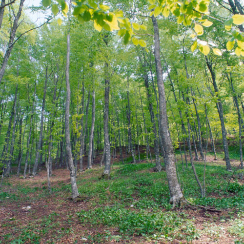 Alberi al posto delle armi