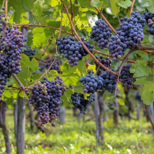Montefalco brinda al Sagrantino